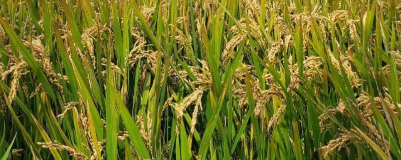 悦两优2056水稻种子特点，籼型两系杂交一季稻品种