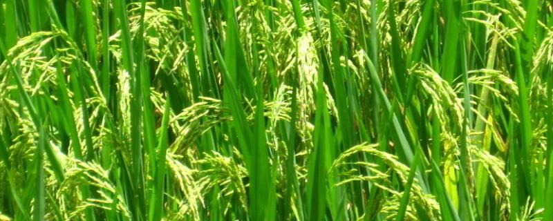 臻两优农占水稻品种简介，籼型两系杂交中稻迟熟品种