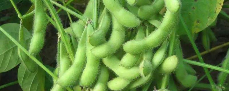 衡春豆9号大豆品种简介，低肥力地块2.5万株