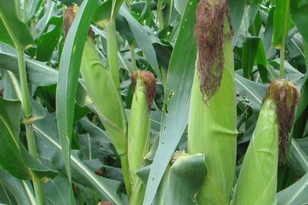 精彩919玉米种子介绍，每亩种植2800-3000株
