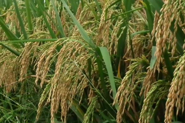 甬优4918水稻种简介，5月上中旬播种