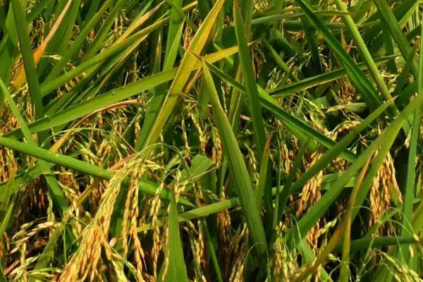 深两优595水稻种子特点，属中熟偏迟籼型中稻品种
