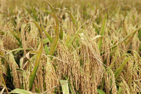 深两优595水稻种子特点，属中熟偏迟籼型中稻品种