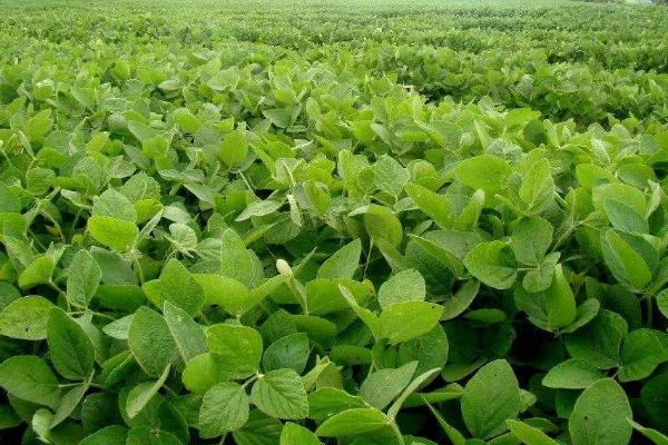 衡春豆9号大豆品种简介，低肥力地块2.5万株