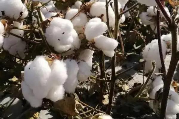 湘棉36棉花品种简介，湖南夏播生育期101.9天