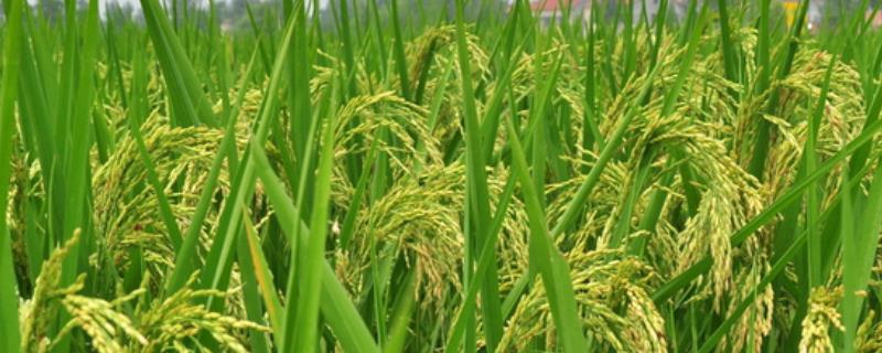 荆楚优5572水稻品种的特性，中抗稻瘟病