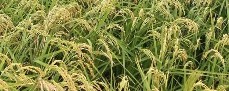 民香优1174水稻种子特点，6月中旬播种