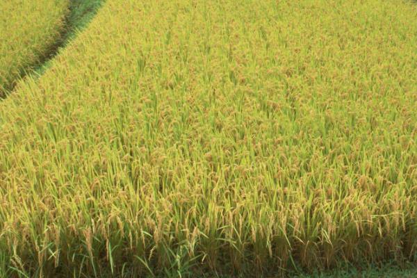 民香优1174水稻种子特点，6月中旬播种