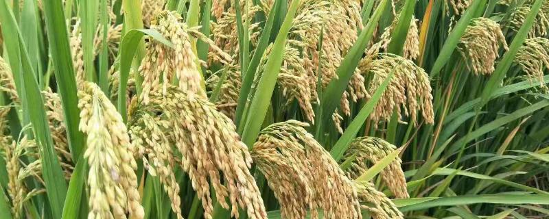 金科丝苗5号水稻种子介绍，全生育期116.1天