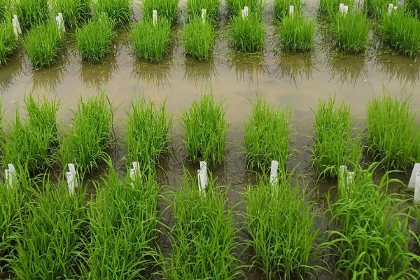 金科丝苗5号水稻种子介绍，全生育期116.1天