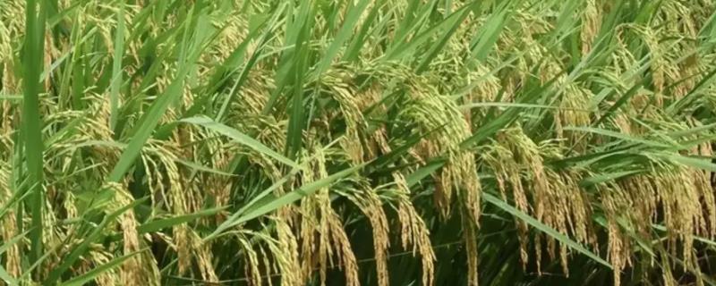 深3优5354水稻品种简介，籼型三系杂交一季稻品种