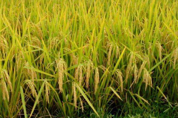 天两优528水稻种子介绍，4月中下旬播种
