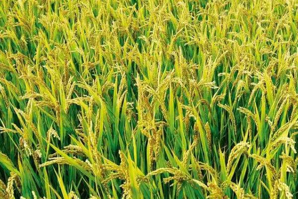 胜优1321水稻种子特征特性，早造全生育期124～127天