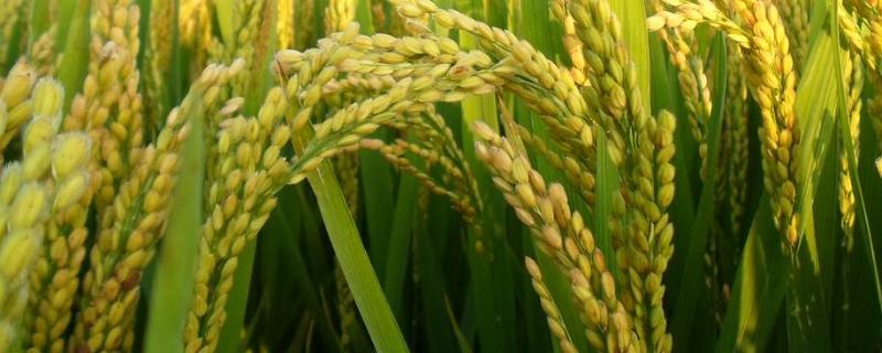 吉优1001水稻种简介，注意防治白叶枯病