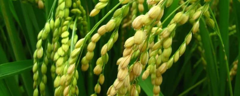 万丰优丝占水稻种子介绍，特别注意防治白叶枯病