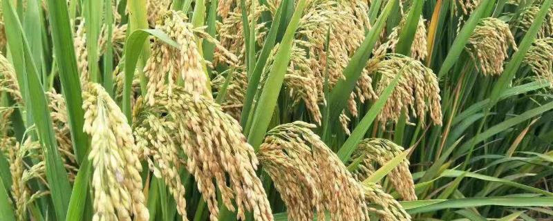 聚香丝苗水稻品种简介，注意防治稻瘟病和白叶枯病