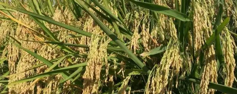 增科新选丝苗1号水稻种子特征特性，晚造全生育期115～117天