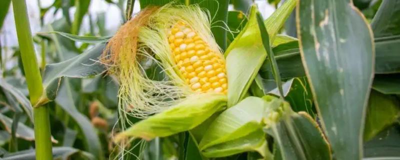 美迪糯206玉米种简介，注意防涝抗旱及病虫防治