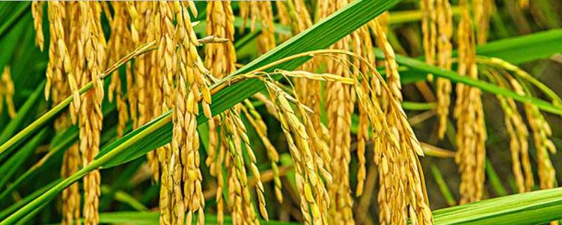 南红8号水稻种子介绍，感温型常规稻品种