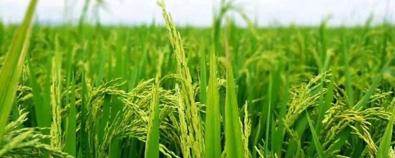 粤品优5511水稻种子特点，早造全生育期123～128天