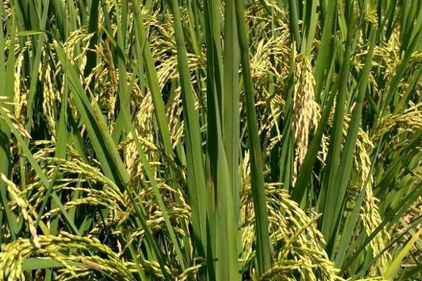 中恒优金丝苗水稻种子简介，早造全生育期123～126天