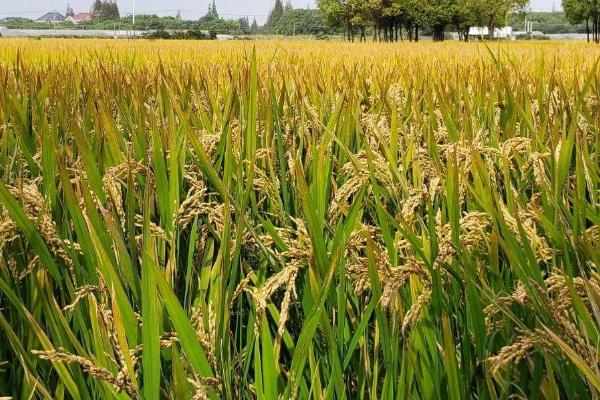 聚香丝苗水稻品种简介，注意防治稻瘟病和白叶枯病