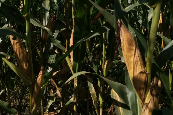 庆红508玉米种子特征特性，注意防涝抗旱及病虫防治