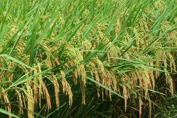 中升优101水稻品种简介，注意防治白叶枯病