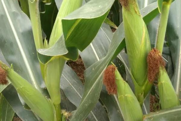 美迪糯206玉米种简介，注意防涝抗旱及病虫防治