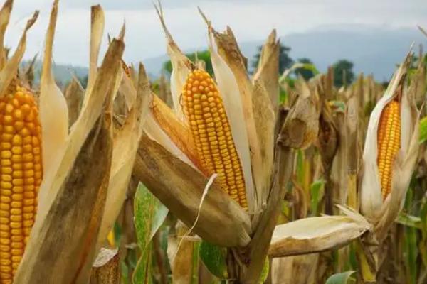 庆红508玉米种子特征特性，注意防涝抗旱及病虫防治
