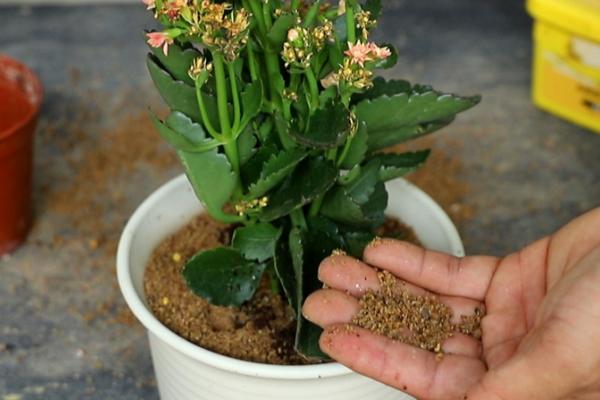 长寿花施什么肥，不同季节用不同的肥料