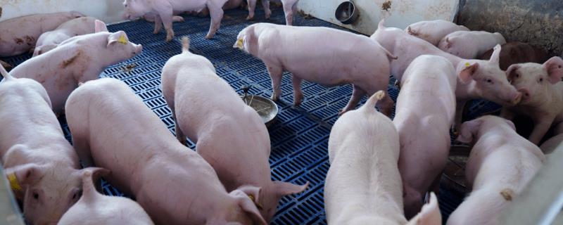 猪瘟会传染给其他猪场吗，传染性强会传染给其他猪场