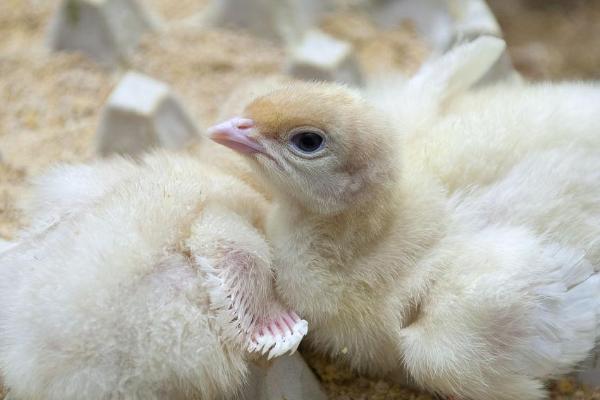 小鸡出壳多久可以喂食喂水，在出壳后的24小时左右开食