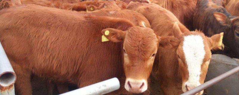 牛不反刍的原因，饲料霉变及单一或患有前胃疾病等均会导致