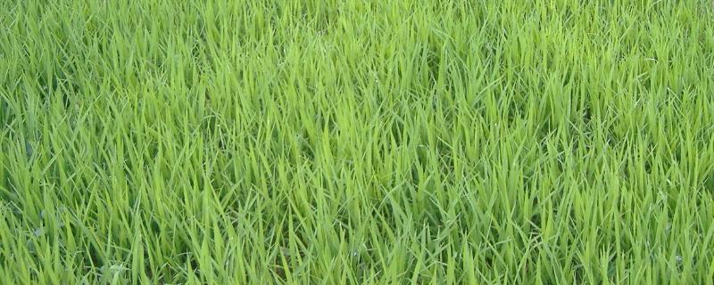 怎么培育水稻秧苗，通常先晒种3天左右