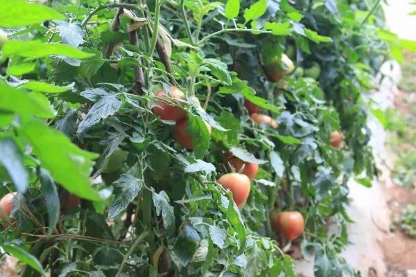 如何防治西红柿根腐病，应适期定植、加强保温和肥水管理