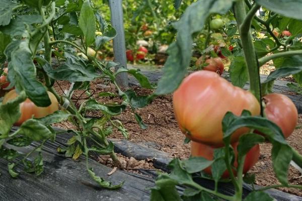 如何防治西红柿根腐病，应适期定植、加强保温和肥水管理