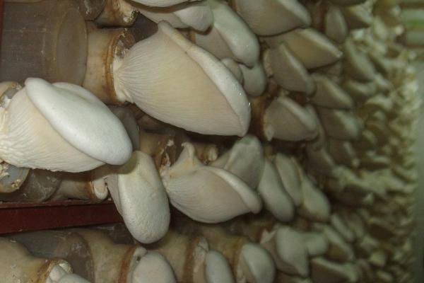 白灵菇的生长要求，生长温度在23℃左右