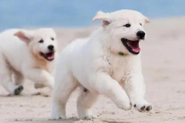 犬细小的潜伏期有多久，潜伏期通常在3至14天之间