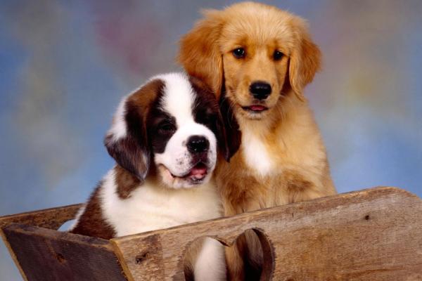 犬细小的潜伏期有多久，潜伏期通常在3至14天之间