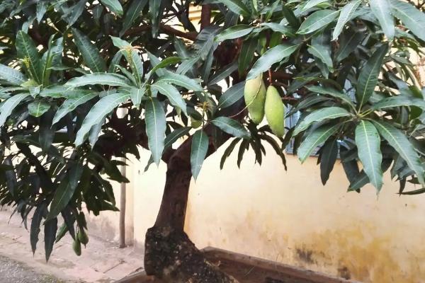 芒果树盆栽养殖方法，适时打顶和摘心处理