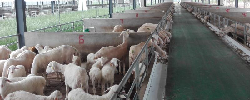 羔羊育肥注意事项，母羊的饲养管理必须要加强