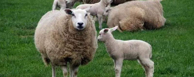 一亩地适合养多少只羊，半放养养殖下可以养20只羊