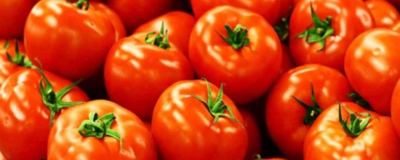 如何防治番茄卷叶，应防止过度施肥