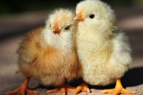 小鸡几天长尾巴，普遍在出生七天后会长出尾巴