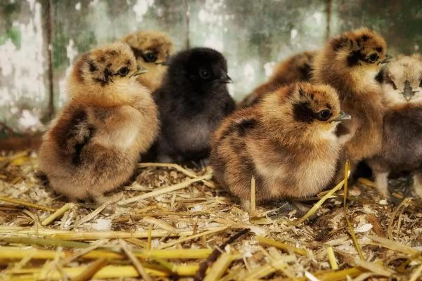 小鸡几天长尾巴，普遍在出生七天后会长出尾巴