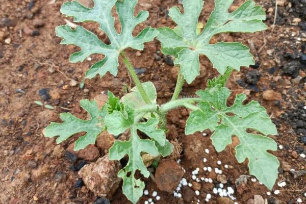 种西瓜的方法，选择在腐殖土或沙壤土中种植