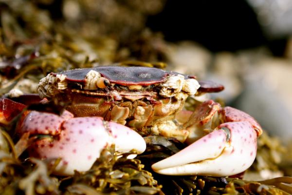 螃蟹以什么为食，常摄食鱼、虾、软体动物及藻类