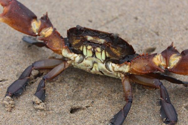 螃蟹以什么为食，常摄食鱼、虾、软体动物及藻类