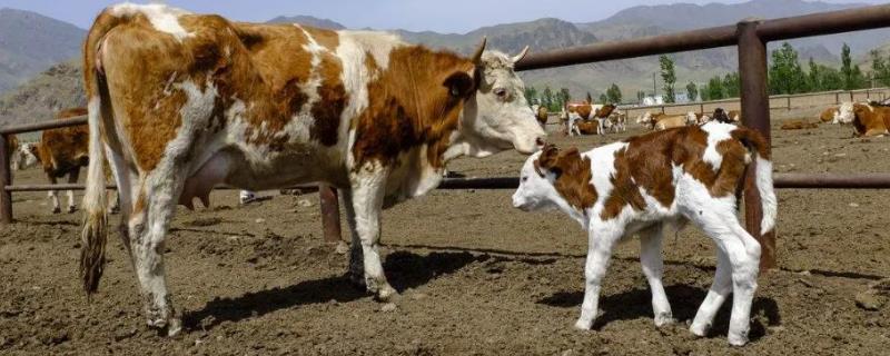 怎么避免母牛流产，需定期清洗母牛身体防止感染炎症